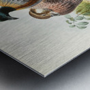 Purcasia xanthospila. 1872 Metal print