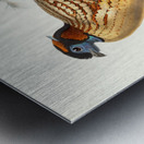 Ceriornis Caboti. 1872 Metal print