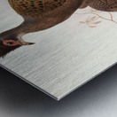 Polyplectron bicalcaratum. 1872 Metal print