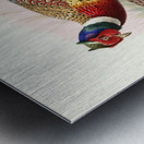 Phasianus torquatus. 1872 Metal print