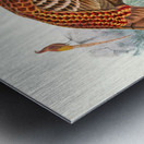 Phasianus Soemmerringii. 1872 Metal print