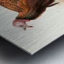 Meleagris Mexicana 1872 Metal print