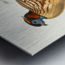 Ceriornis Caboti. 1872 Metal print