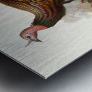 Meleagris gallopavo. 1872 Metal print