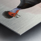 Numida Granti. 1872 Metal print