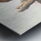 Ithaginis Geoffroyi. 1872 Metal print