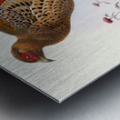 Phasianus Soemmerringi var scintillans. 1872 Metal print