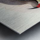 Euplocamus lineatus. 1872 Impression metal