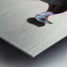 Numida cristata. 1872 Metal print