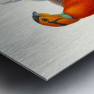 Ceriornis Blythii. 1872 Metal print