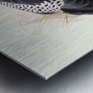 Euplocamus Horsefieldii 1872 Metal print