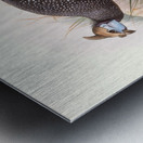 Numida ptilorhyncha. 1872 Metal print