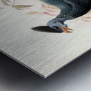 Numida plumifera. 1872 Metal print