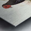 Euplocamus Pyronotus 1872 Metal print