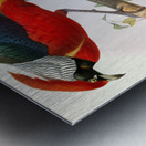 Hybrid Pheasant. 1872 Metal print