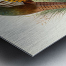 Phasianus mongolicus. 1872 Metal print