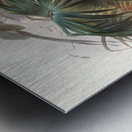 Argus giganteus. 1872 Metal print