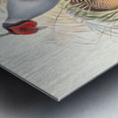 Euplocamus prælatus. 1872 Metal print