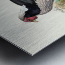 Euplocomus albo-cristatus. 1872 Metal print