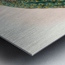 Pavo cristatus. 1872 Metal print