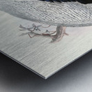 Euplocomus nycthemerus. 1872 Metal print