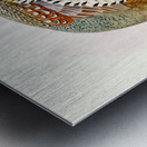 Phasianus formosanus. 1872 Metal print