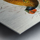 Phasianus insignis. 1872 Metal print