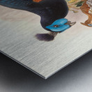 Euplocamus nobilis. 1872 Metal print