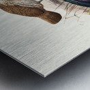 Gallus Sonneratii. 1872 Metal print