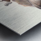 Crossoptilon mantchuricum. 1872 Metal print