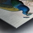 Pavo nigripennis. 1872 Metal print