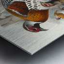 Calophasis Ellioti. 1872 Metal print