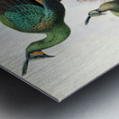 Pavo muticus. 1872 Metal print