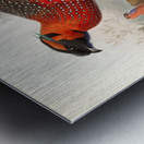 Ceriornis satyra. 1872 Metal print