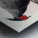 Euplocamus Andersoni. 1872 Metal print