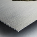 Glaucidium passerinum Metal print