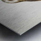 Tyto alba guttata owl Metal print