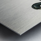 Somateria mollissima Metal print