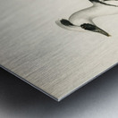 Mergellus albellus Metal print