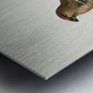 Pine Grosbeak male Pinicola enucleator Metal print