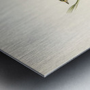 Aquatic warbler Acrocephalus aquaticus Metal print