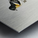 Eurasian skylark Alauda arvensis Metal print