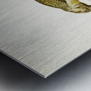 Parrot crossbill Loxia pytyopsittacus Metal print