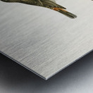 Parrot crossbill Loxia pytyopsittacus Metal print