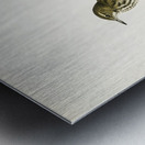 Water pipit Anthus spinoletta rupestris Metal print