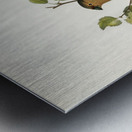 Eurasian Bullfinch Pyrrhula pyrrhula Metal print