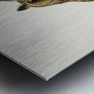 Asio otus owl Metal print