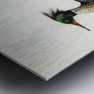 Mergus serrator Metal print