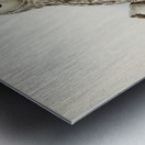 Strix uralensis ♀ Metal print