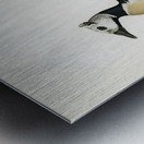 Eniconetta stelleri ♂ Metal print